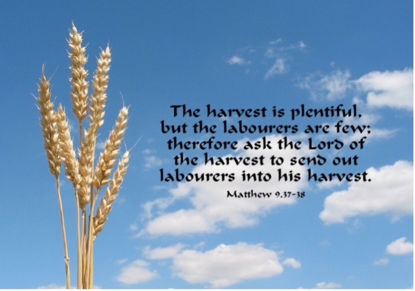 11th Sunday in Ordinary Time